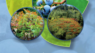 Karadeniz tarımına mavi yemiş desteği