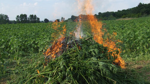 Kırklareli'nde Hint keneviri operasyonu