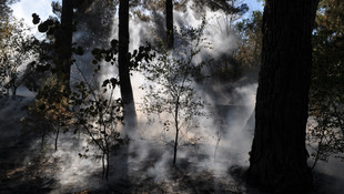 Kırklareli'nde orman yangını