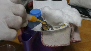 Kırlangıç yavrusunu enjektör yardımıyla besliyor