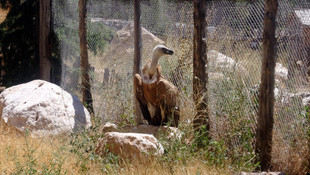 Kızıl akbaba tedavi edilip doğaya salınacak