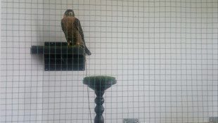 Klip yönetmeni Murad Küçük gözaltına alındı