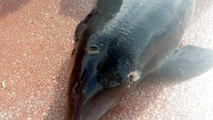 Kocaeli'de ölü yunus karaya vurdu