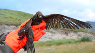 Koruma altındaki 5 kızıl şahin bagajda bulundu
