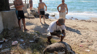 Kuşadası'nda 2 deniz kaplumbağası sahile vurdu