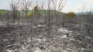 Kütahya'da orman yangını