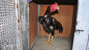 Manisa'da horoz dövüşü operasyonu