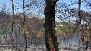 Mersin'de orman yangını