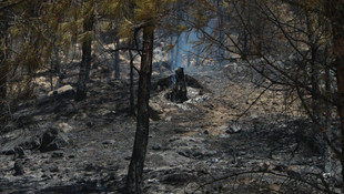 Mersin'de orman yangını