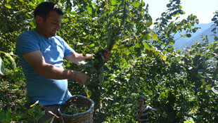 Ordu'da fındık hasadı erken başladı