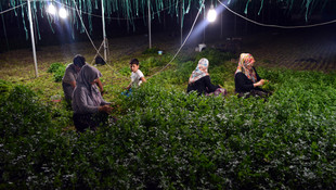 Sıcaktan bunalan seracılar gece çalışıyor