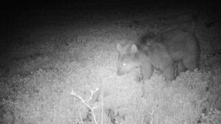 Yaban hayatı fotokapanla izleniyor