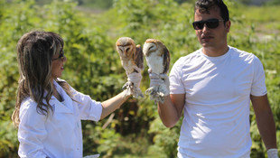 Yavru baykuşlar doğaya salındı