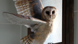 Yavru baykuşlar uçuş eğitimine başladı