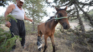 Yayladaki 9 at tüfekle öldürüldü