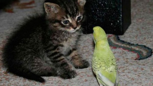 Aynı evde yaşayan kedi ve muhabbet kuşunun dostluğu görenleri şaşırtıyor