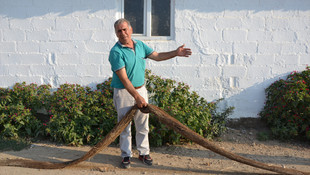 26 metre uzunluğundaki ağaç kökü köy meydanında sergileniyor