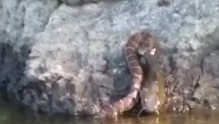 Dev yılan, balığı böyle yakaladı!