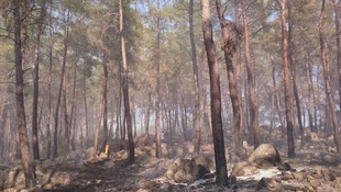 Alanya'da orman yangını