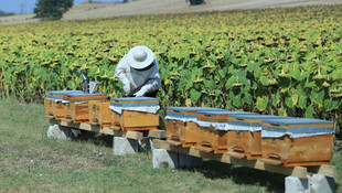 Arıcılığa destek, tarımsal verimi arttıracak