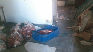 Aydın'da kaçak domuz eti operasyonu