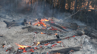 Balıkesir’de orman yangını