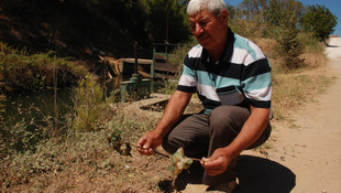 Bayramiç'te köpeklerin zehirlendiği iddiası