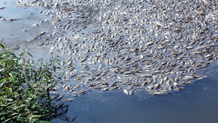 Bolu'da toplu balık ölümleri