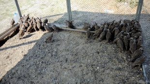 Çanakkale'de yanan ormanlık alana keklik salındı