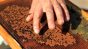 Çankırı'da telef olan 5 milyon arının zehirlendiği iddiası