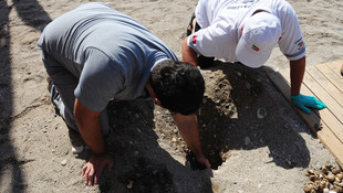 Caretta caretta yavruları denizle buluştu