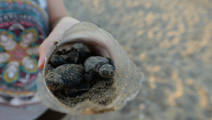 Caretta carettalar denizle buluşuyor