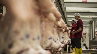 Demokrasi için bin koyun adadı