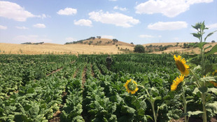 Diyarbakır'da uyuşturucu operasyonu