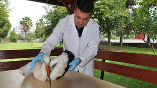 Elektrik direğine konan leylekler akıma kapıldı