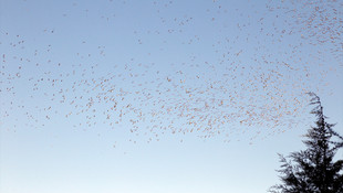Eskişehir'de leyleklerin göçü