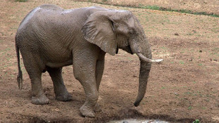 Kansere yakalanmayan hayvanlar