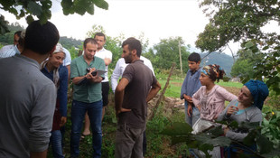 Fındığı çocuk işçiye toplatana ceza