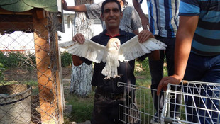 Gaziantep’te yıkılan binada bulunan yavru baykuşlar koruma altında