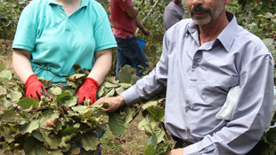 Giresun'da fındık hasadı başladı