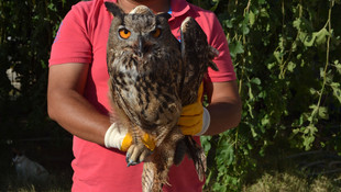 Hatay'da bitkin halde bulunan puhu tedavi edildi