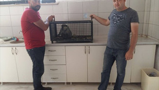 İşletmede bakılan maymun, koruma altına alındı
