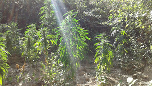 Jandarma uyuşturucuyu uydudan buldu