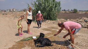 Kanalizasyon çukuruna düşen keçi kurtarıldı