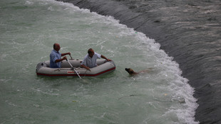 Kelkit Çayı'na düşen köpek botla kurtarıldı