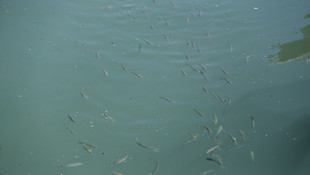 Kurbağalıdere'de hayat başladı