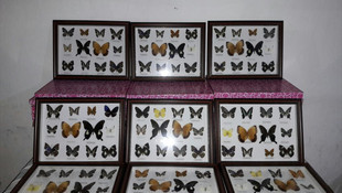 Kurutulmuş kelebekle yakalanan kişiye 40 bin 912 lira ceza