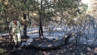 Kütahya'da orman yangını