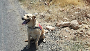 Mardin'de yola tuzaklanan patlayıcı imha edildi