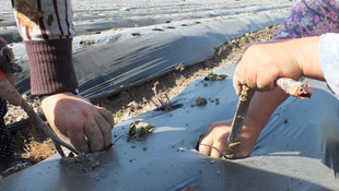 Mersin'de çilek fidesi ekimi başladı